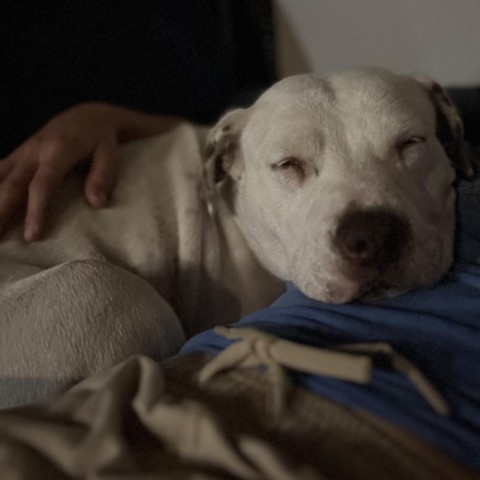 Charlie, an adoptable Pit Bull Terrier in Sioux Falls, SD, 57106 | Photo Image 1