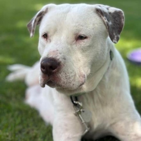 Charlie, an adoptable Pit Bull Terrier in Sioux Falls, SD, 57106 | Photo Image 2