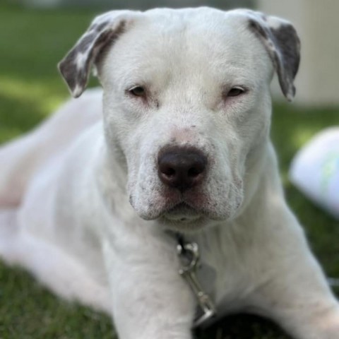 Charlie, an adoptable Pit Bull Terrier in Sioux Falls, SD, 57106 | Photo Image 3