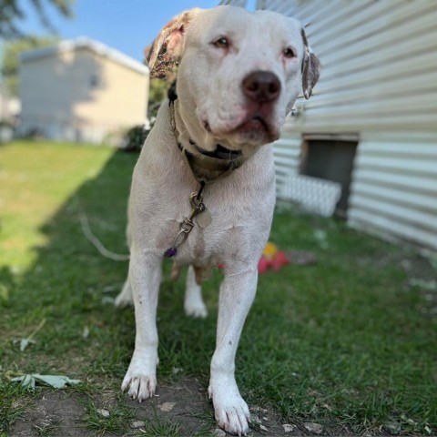 Charlie, an adoptable Pit Bull Terrier in Sioux Falls, SD, 57106 | Photo Image 4