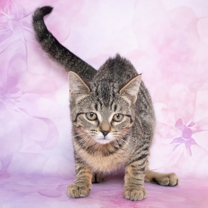 Billie, an adoptable Domestic Short Hair in Caldwell, ID, 83607 | Photo Image 1