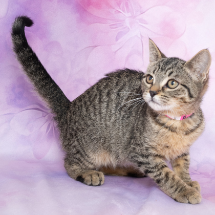 Billie, an adoptable Domestic Short Hair in Caldwell, ID, 83607 | Photo Image 2