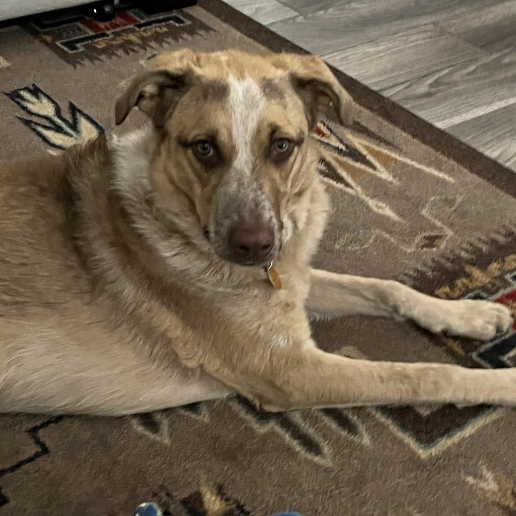 Bea, an adoptable Shepherd, Cattle Dog in Prescott, AZ, 86304 | Photo Image 1