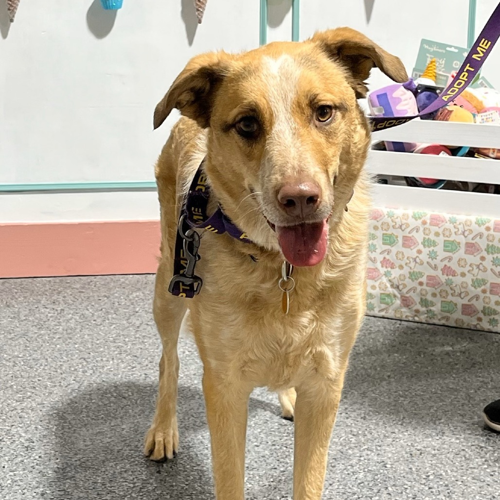 Bea, an adoptable Shepherd, Cattle Dog in Prescott, AZ, 86304 | Photo Image 1