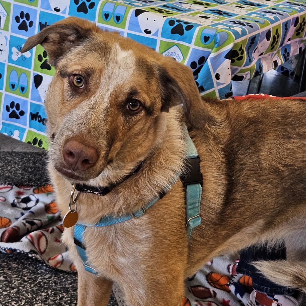 Bea, an adoptable Shepherd, Cattle Dog in Prescott, AZ, 86304 | Photo Image 2