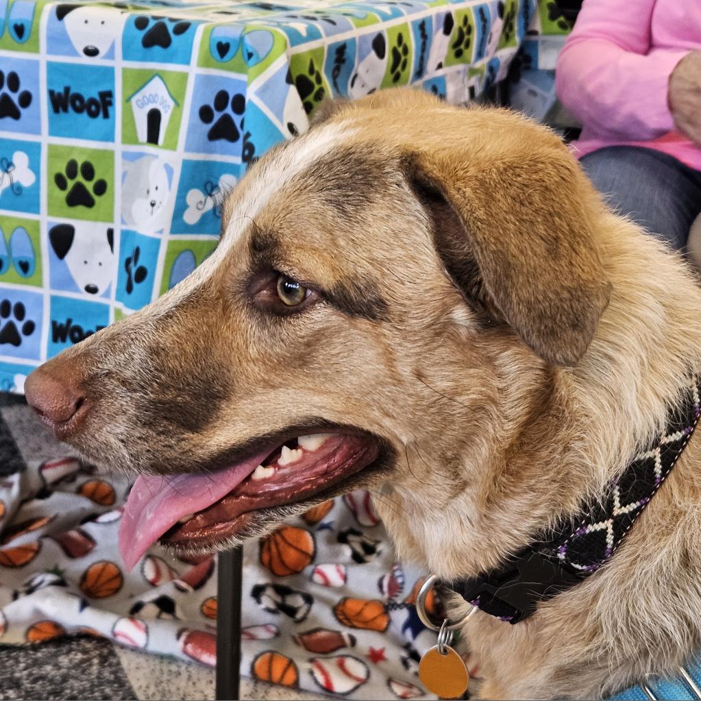 Bea, an adoptable Shepherd, Cattle Dog in Prescott, AZ, 86304 | Photo Image 3