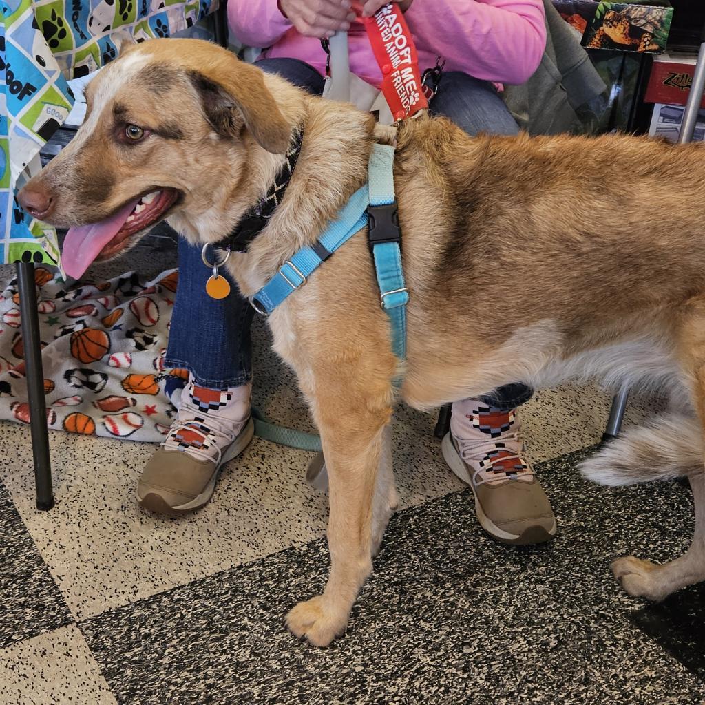 Bea, an adoptable Shepherd, Cattle Dog in Prescott, AZ, 86304 | Photo Image 4