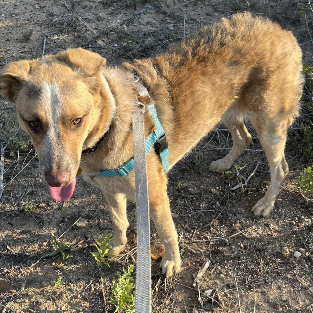 Bea, an adoptable Shepherd, Cattle Dog in Prescott, AZ, 86304 | Photo Image 5