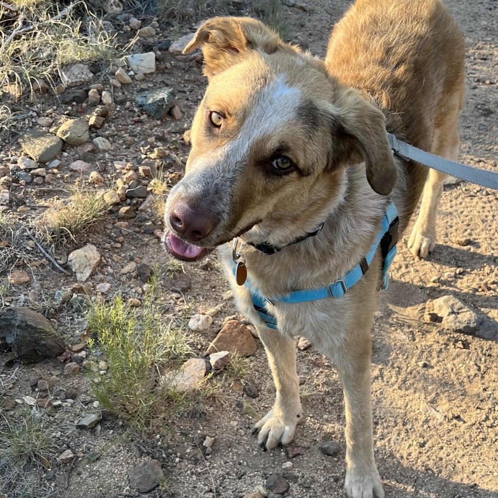 Bea, an adoptable Shepherd, Cattle Dog in Prescott, AZ, 86304 | Photo Image 6