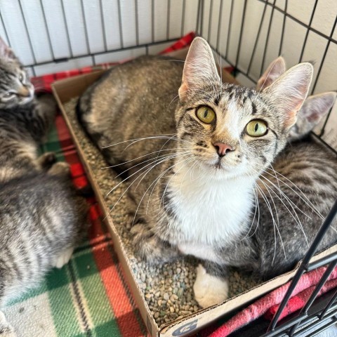 Chrysler(24-3D-MOM), an adoptable Domestic Short Hair in Rifle, CO, 81650 | Photo Image 1