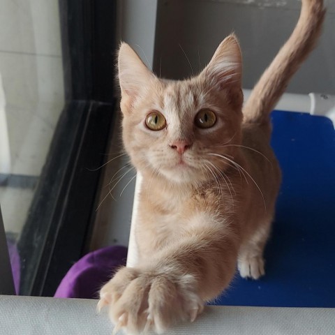 Cosmo, an adoptable Domestic Short Hair in Ponca City, OK, 74604 | Photo Image 1