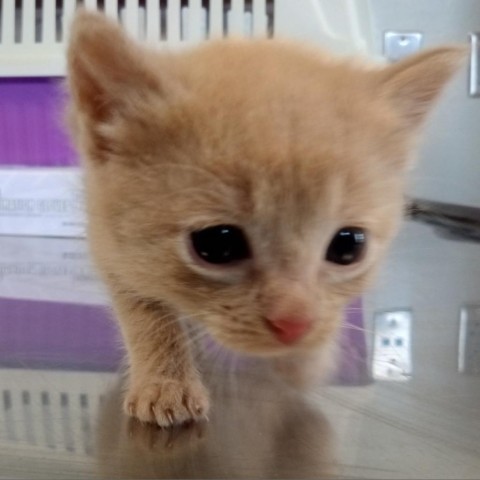 Cosmo, an adoptable Domestic Short Hair in Ponca City, OK, 74604 | Photo Image 3