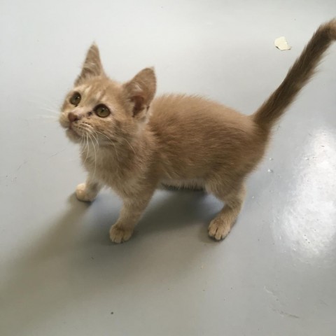 Cosmo, an adoptable Domestic Short Hair in Ponca City, OK, 74604 | Photo Image 4