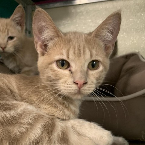 Cosmo, an adoptable Domestic Short Hair in Ponca City, OK, 74604 | Photo Image 5