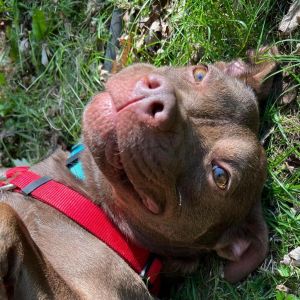 Truffles, Adult Female Pit Bull Terrier
