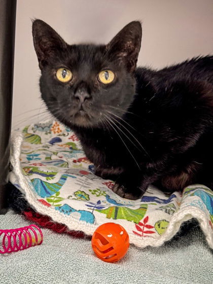 Misty, an adoptable Domestic Short Hair in Gwinn, MI, 49841 | Photo Image 1