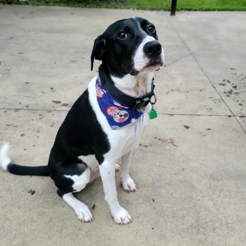 Copper, an adoptable Labrador Retriever, Australian Shepherd in Rochester, MN, 55903 | Photo Image 1