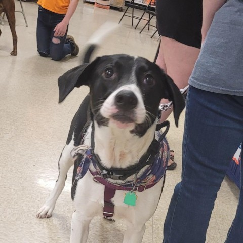 Copper, an adoptable Labrador Retriever, Australian Shepherd in Rochester, MN, 55903 | Photo Image 2