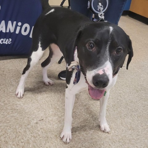 Copper, an adoptable Labrador Retriever, Australian Shepherd in Rochester, MN, 55903 | Photo Image 5