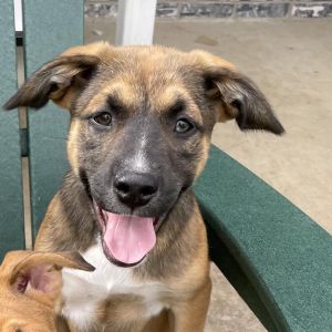 Archie, Adult Male Boxer
