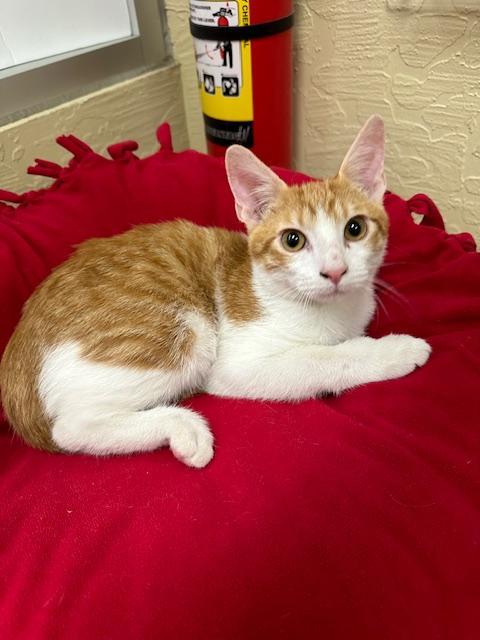Colby, an adoptable Tabby in Parlier, CA, 93648 | Photo Image 1