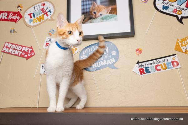 Colby, an adoptable Tabby in Parlier, CA, 93648 | Photo Image 1