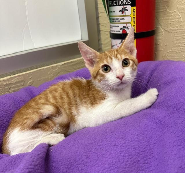 Colby, an adoptable Tabby in Parlier, CA, 93648 | Photo Image 3