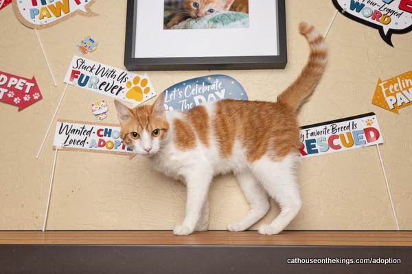 Colby, an adoptable Tabby in Parlier, CA, 93648 | Photo Image 3