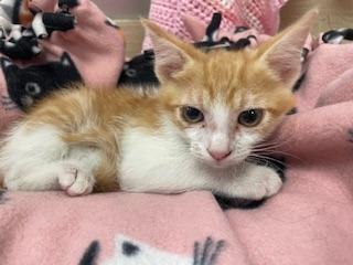 Colby, an adoptable Tabby in Parlier, CA, 93648 | Photo Image 4