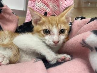 Colby, an adoptable Tabby in Parlier, CA, 93648 | Photo Image 5