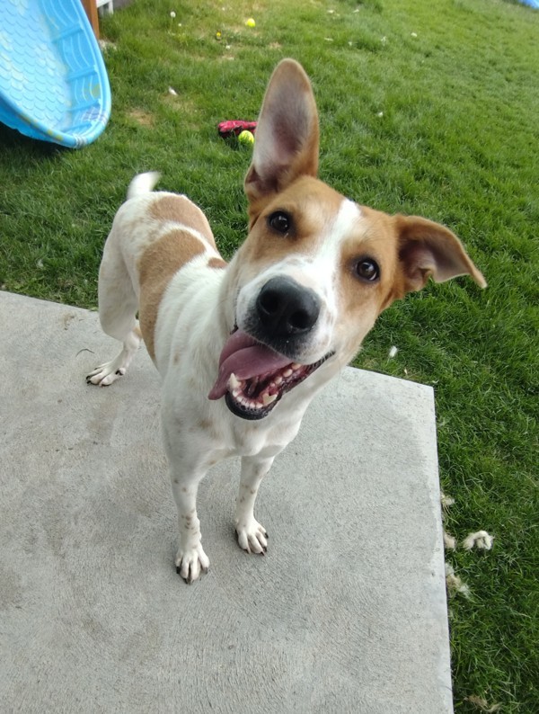 Margo 42318, an adoptable Pointer, Australian Cattle Dog / Blue Heeler in Pocatello, ID, 83205 | Photo Image 1