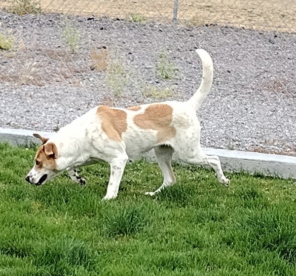 Margo 42318, an adoptable Pointer, Australian Cattle Dog / Blue Heeler in Pocatello, ID, 83205 | Photo Image 2