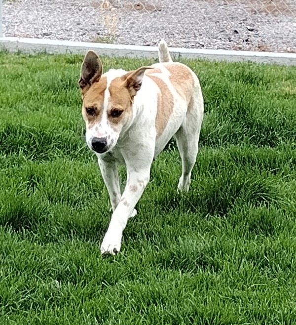 Margo 42318, an adoptable Pointer, Australian Cattle Dog / Blue Heeler in Pocatello, ID, 83205 | Photo Image 3