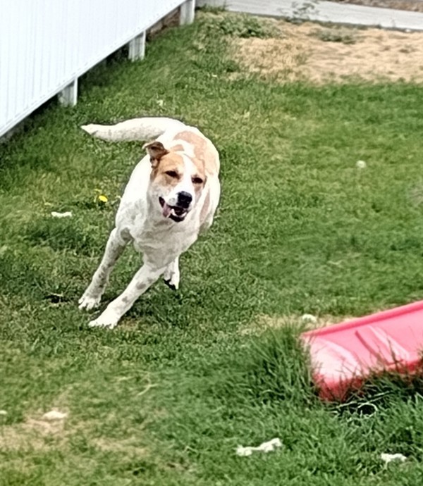 Margo 42318, an adoptable Pointer, Australian Cattle Dog / Blue Heeler in Pocatello, ID, 83205 | Photo Image 4