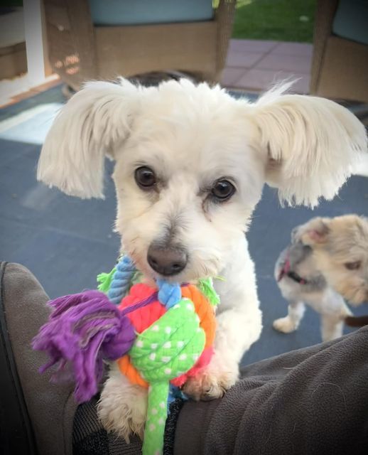 Ducky, an adoptable Maltese in Penrose, CO, 81240 | Photo Image 1