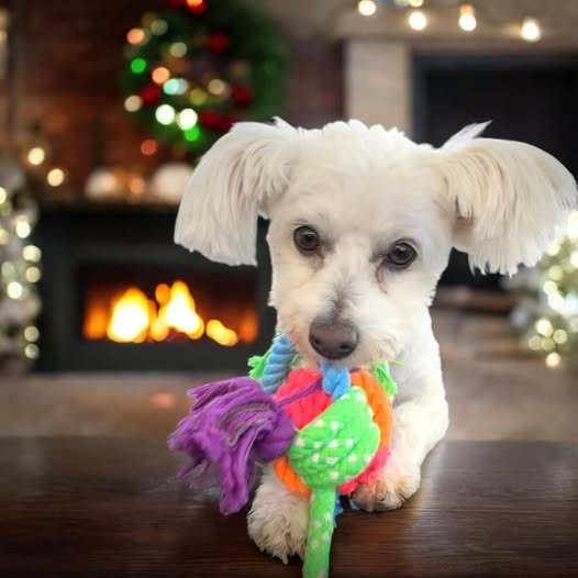 Ducky, an adoptable Maltese in Penrose, CO, 81240 | Photo Image 1