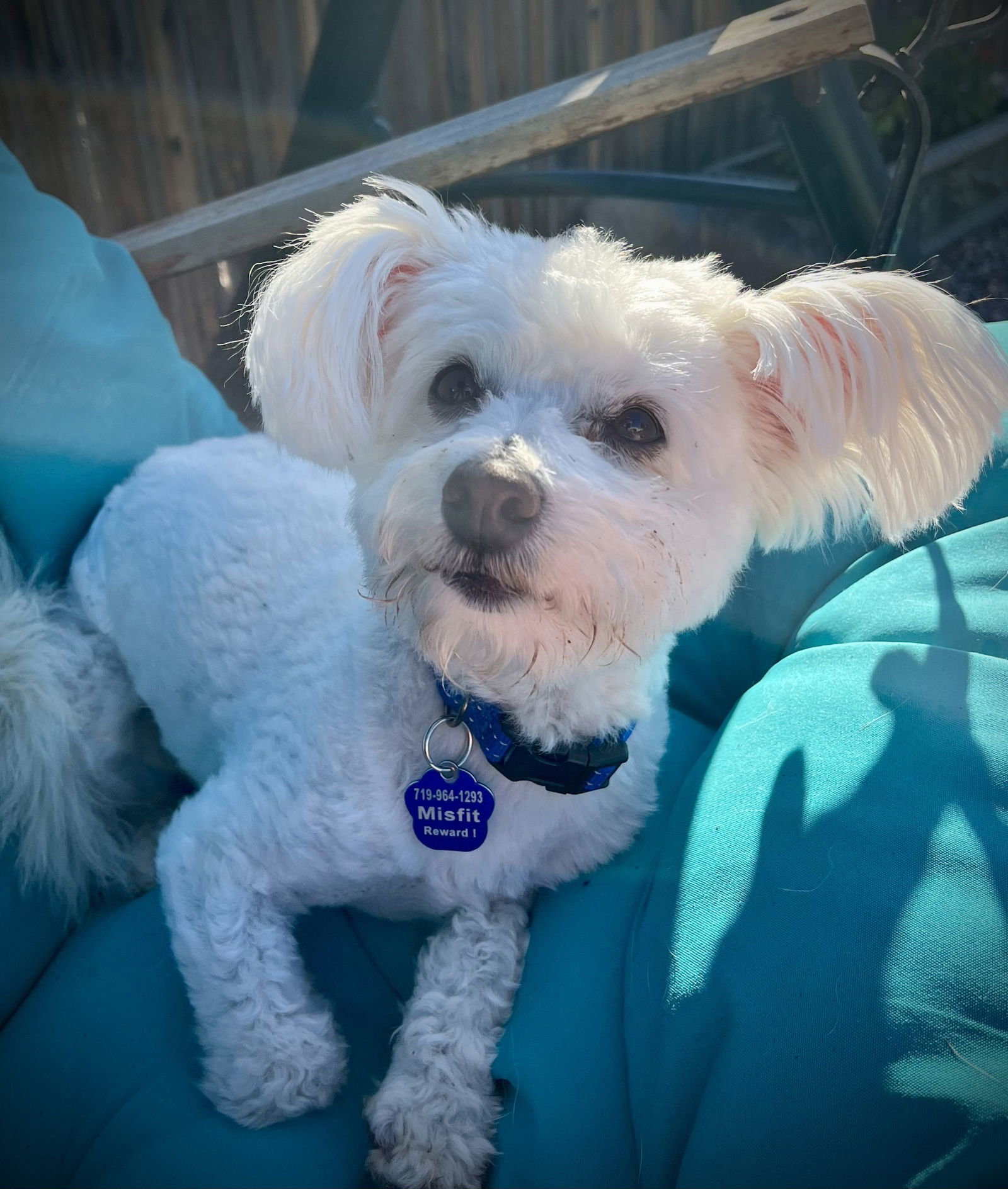 Ducky, an adoptable Maltese in Penrose, CO, 81240 | Photo Image 2