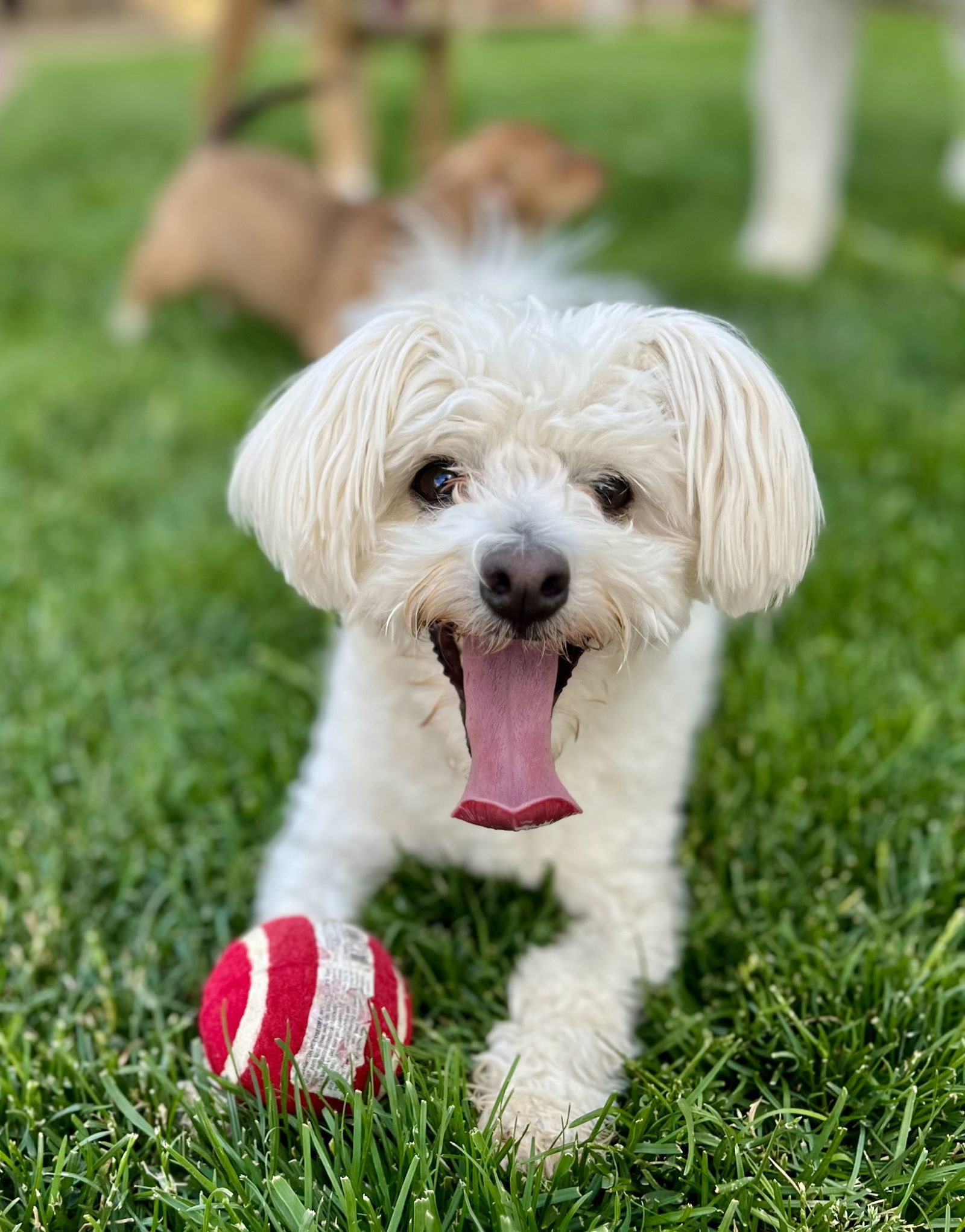 Ducky, an adoptable Maltese in Penrose, CO, 81240 | Photo Image 2