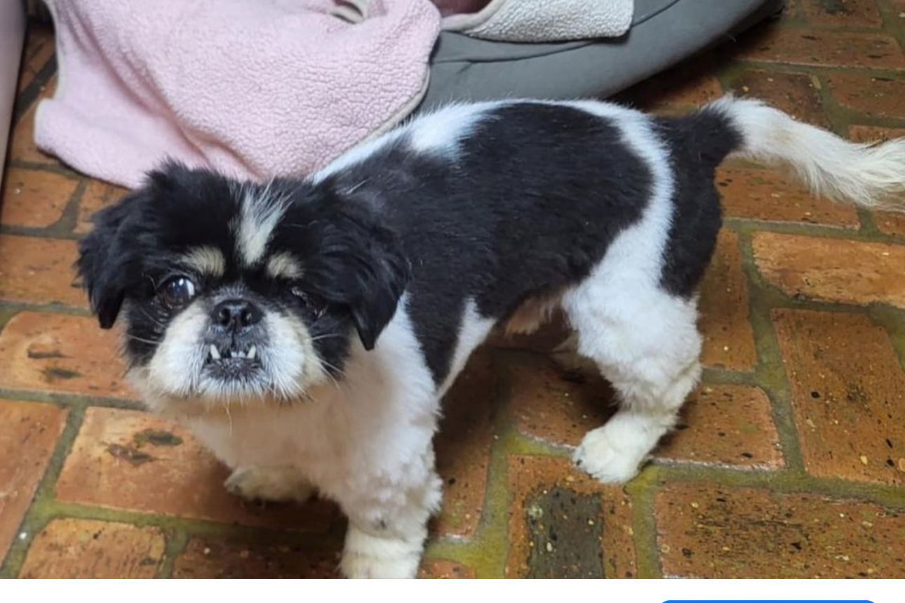 Dobby, an adoptable Pekingese in Grand Bay, AL, 36541 | Photo Image 2