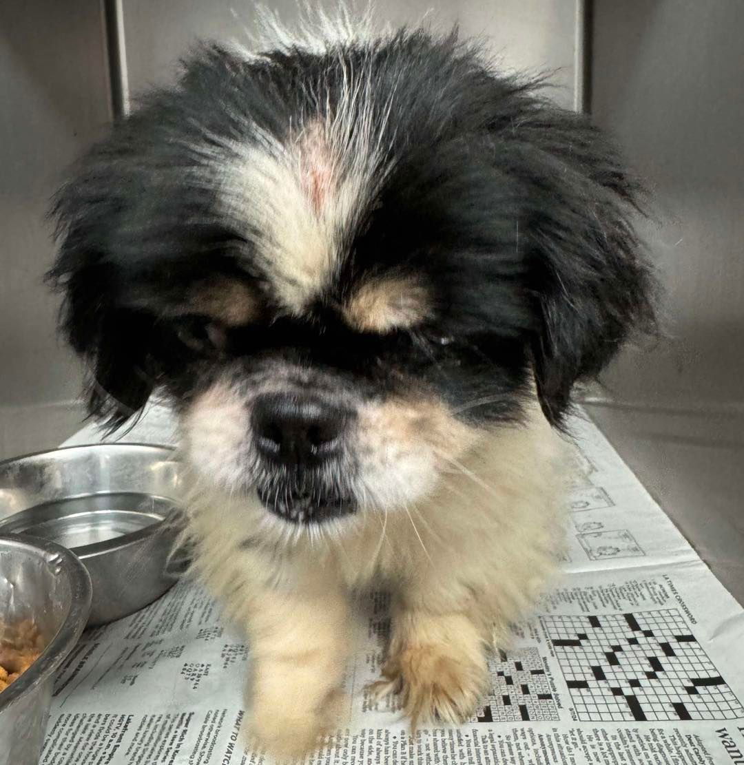 Dobby, an adoptable Pekingese in Grand Bay, AL, 36541 | Photo Image 3