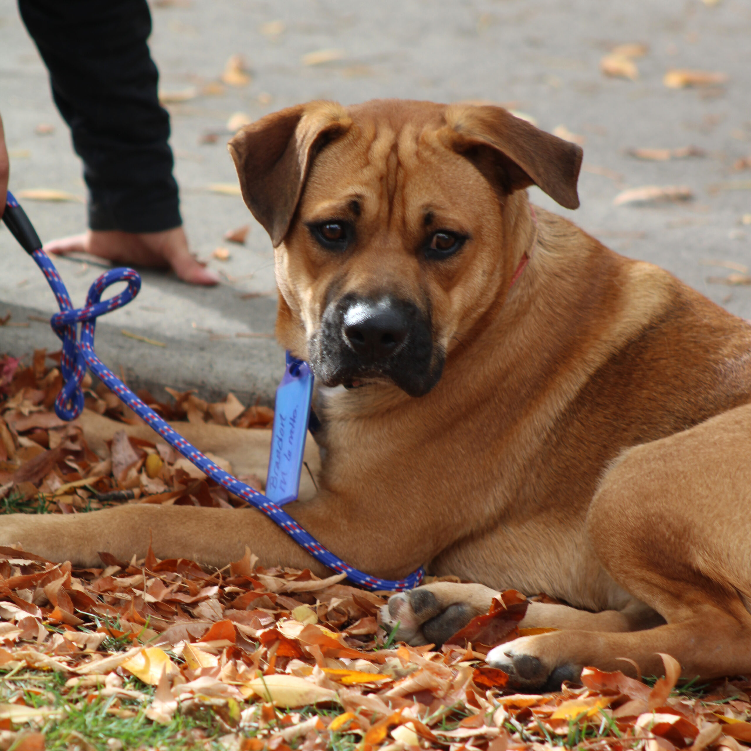 Brandon, an adoptable Shepherd, Mixed Breed in Grand Junction, CO, 81503 | Photo Image 1