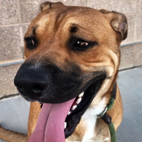 Brandon, an adoptable Shepherd, Mixed Breed in Grand Junction, CO, 81503 | Photo Image 2