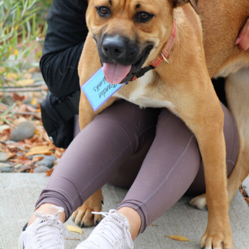 Brandon, an adoptable Shepherd, Mixed Breed in Grand Junction, CO, 81503 | Photo Image 3