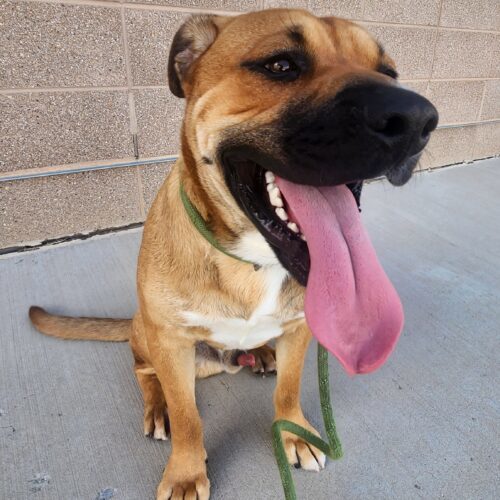 Brandon, an adoptable Shepherd, Mixed Breed in Grand Junction, CO, 81503 | Photo Image 4