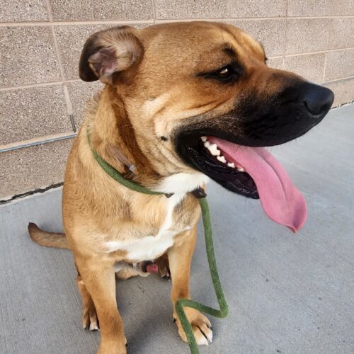 Brandon, an adoptable Shepherd, Mixed Breed in Grand Junction, CO, 81503 | Photo Image 5