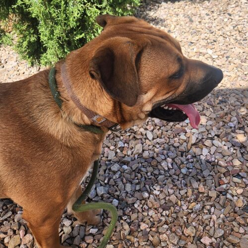 Brandon, an adoptable Shepherd, Mixed Breed in Grand Junction, CO, 81503 | Photo Image 6