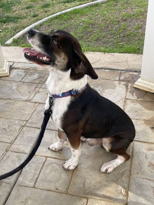Buddy (222), Adult Male Beagle