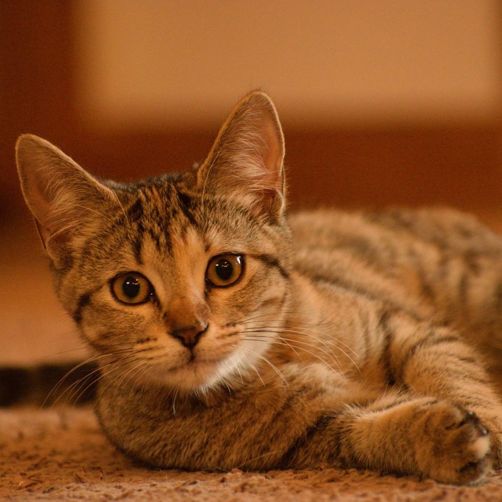 Loona, an adoptable Domestic Short Hair in Bismarck, ND, 58507 | Photo Image 1