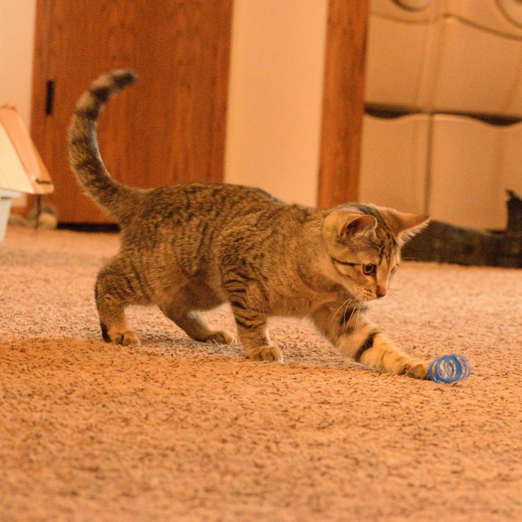 Loona, an adoptable Domestic Short Hair in Bismarck, ND, 58507 | Photo Image 3