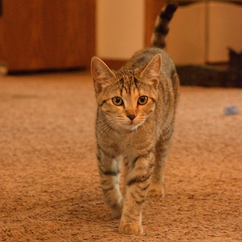 Loona, an adoptable Domestic Short Hair in Bismarck, ND, 58507 | Photo Image 4